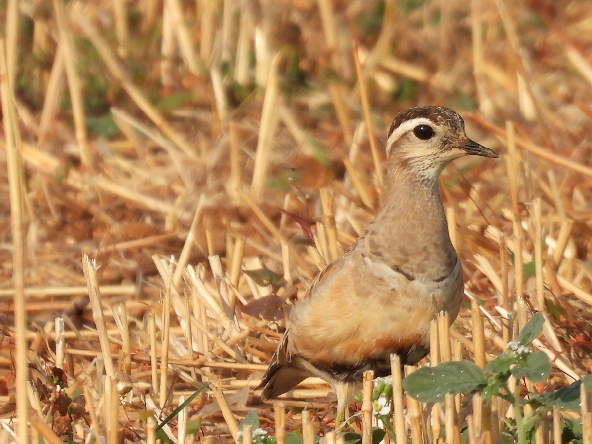 Eurasian Dotterel - ML640602169