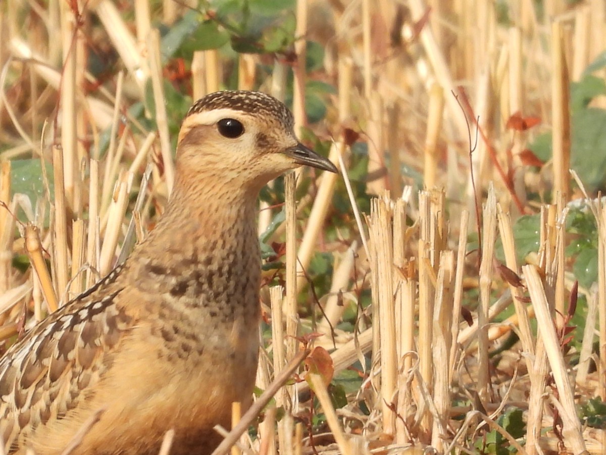 Eurasian Dotterel - ML640602170