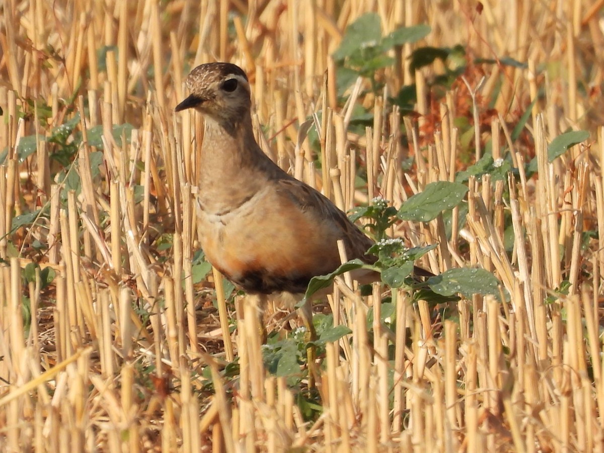 Eurasian Dotterel - ML640602171