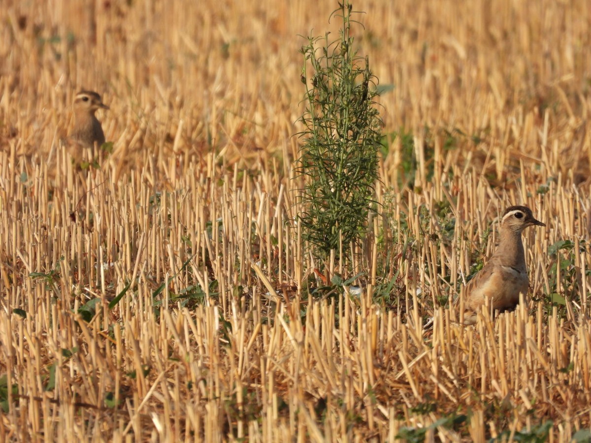 Eurasian Dotterel - ML640602172