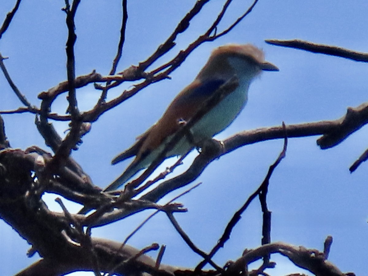 Racket-tailed Roller - ML640602232