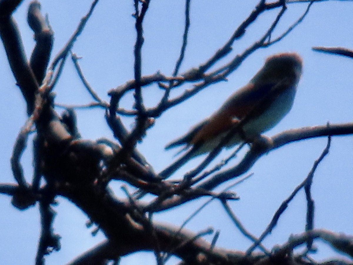 Racket-tailed Roller - ML640602238