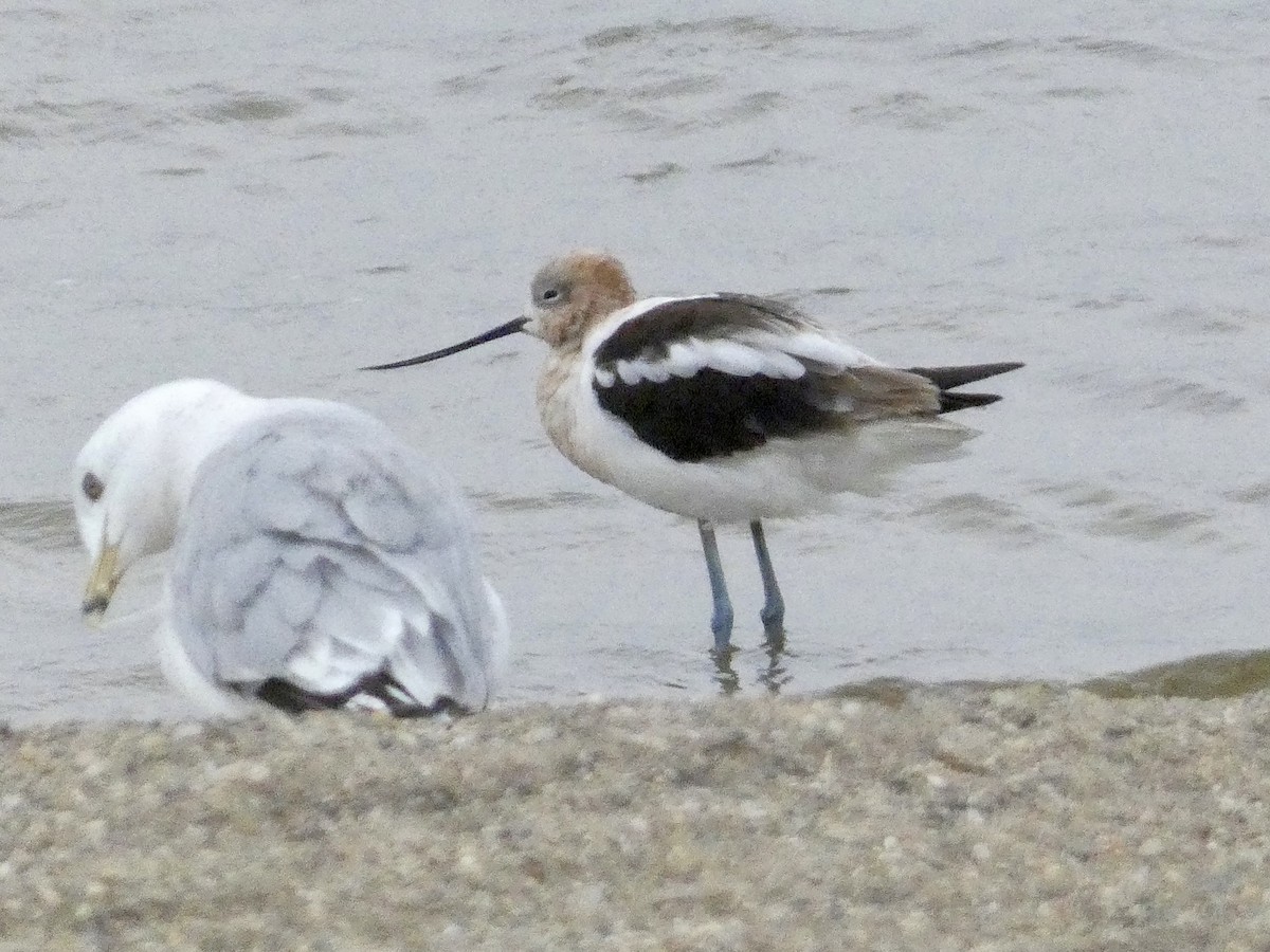 American Avocet - ML640602262