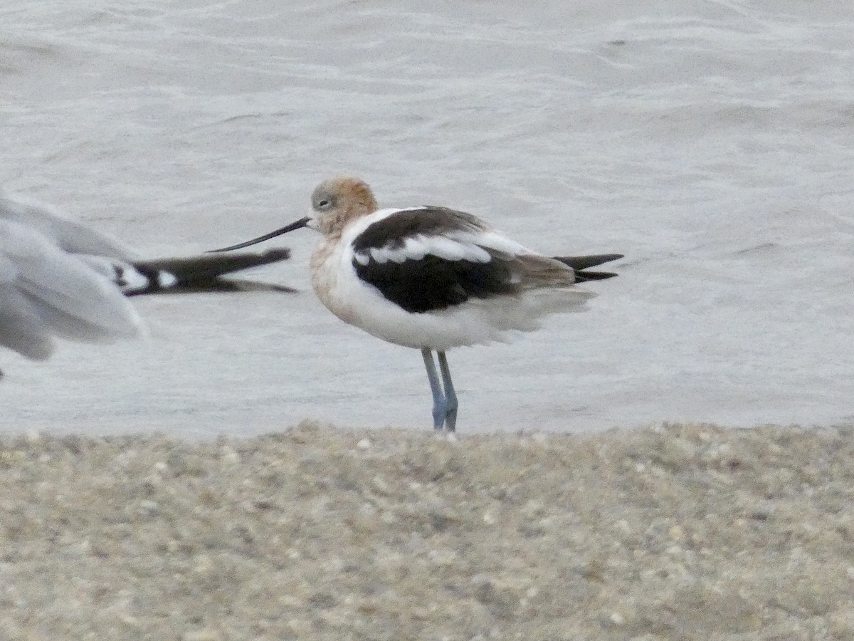 American Avocet - ML640602263