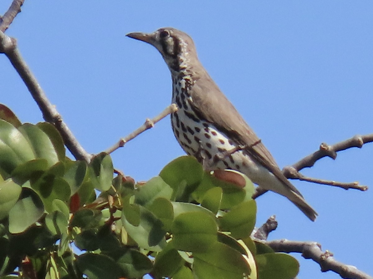 Groundscraper Thrush - ML640602279