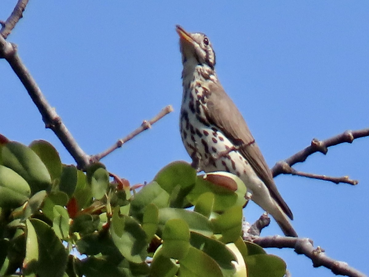 Groundscraper Thrush - ML640602280