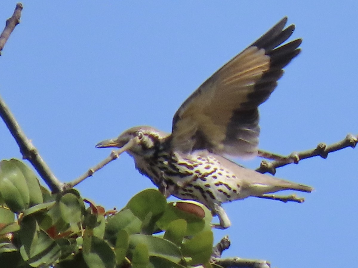 Groundscraper Thrush - ML640602283