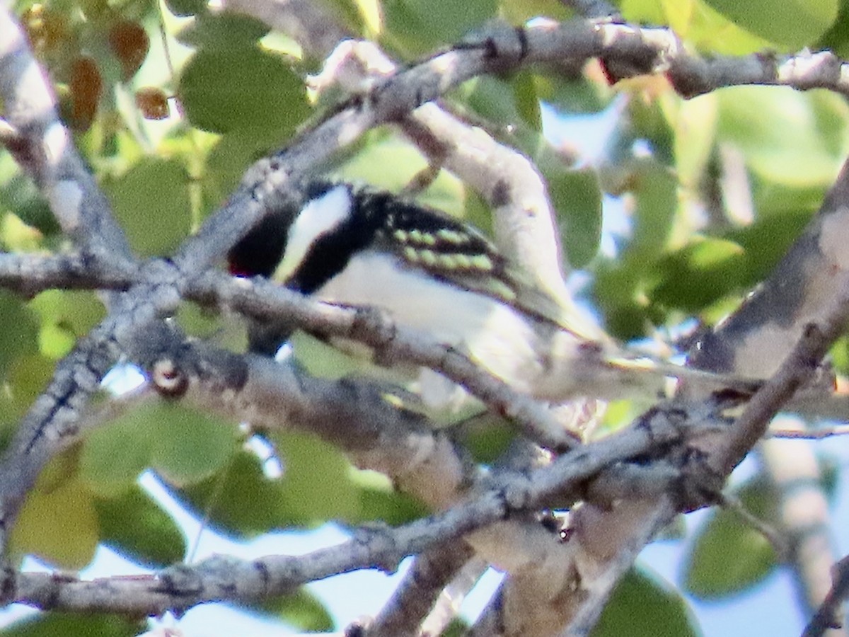 Rotstirn-Bartvogel - ML640602286