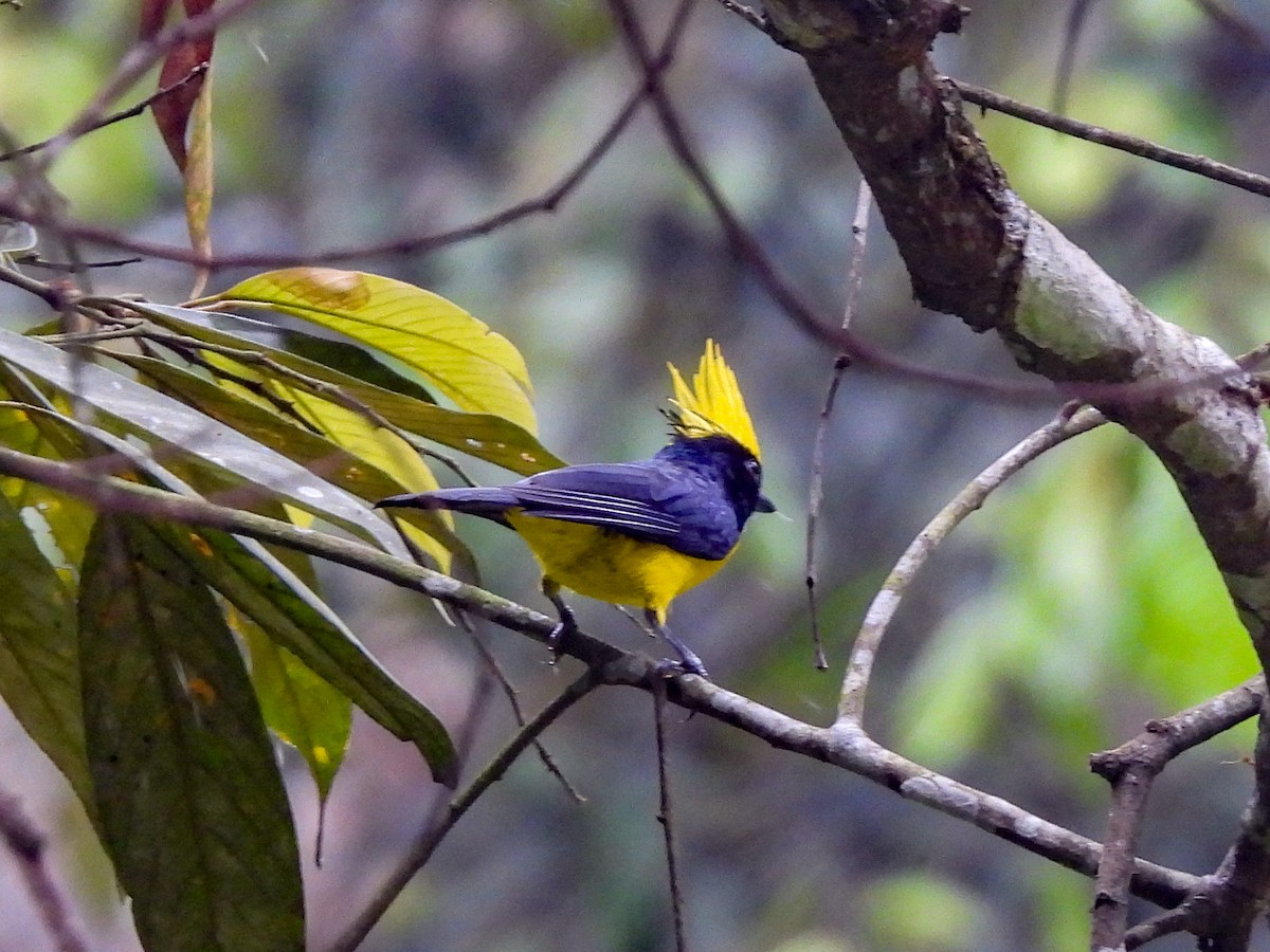 Sultan Tit - ML640602287
