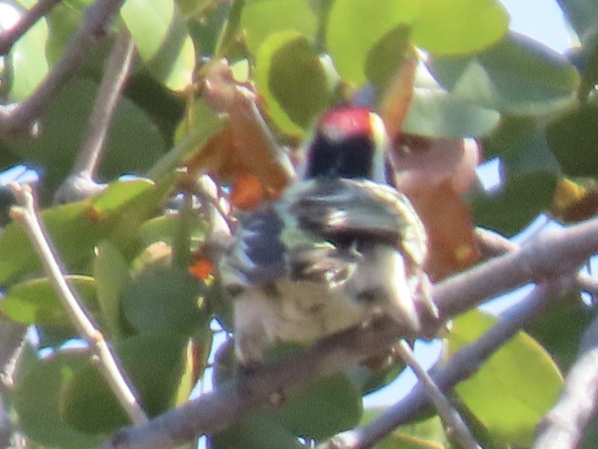 Rotstirn-Bartvogel - ML640602291