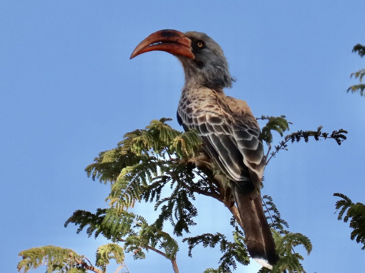 Bradfield's Hornbill - ML640602305
