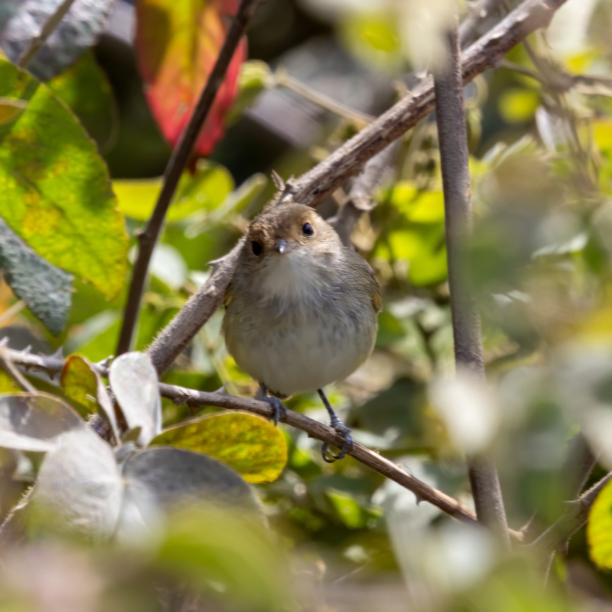 Fulvous-faced Scrub-Tyrant - ML640602306