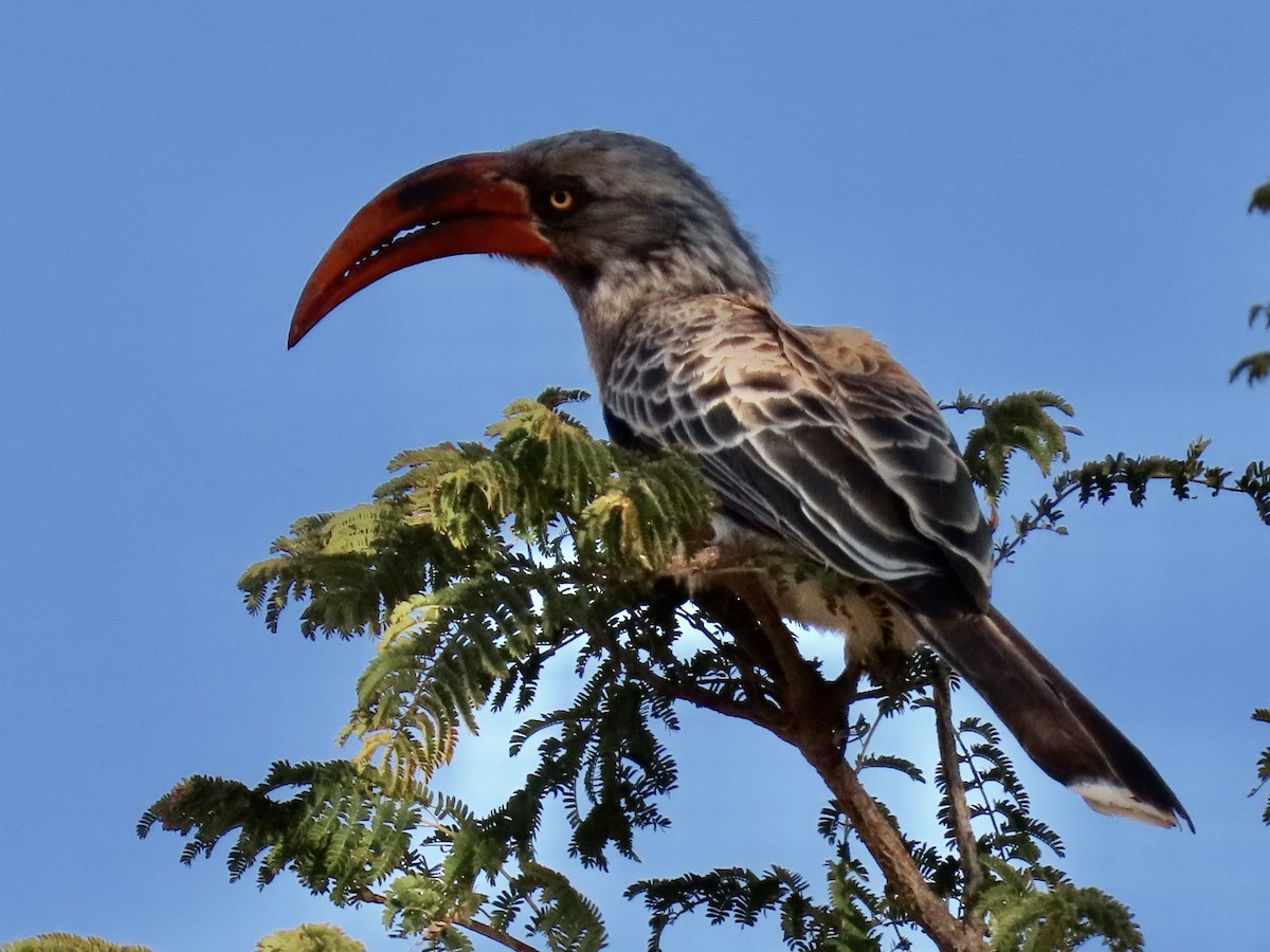 Bradfield's Hornbill - ML640602309