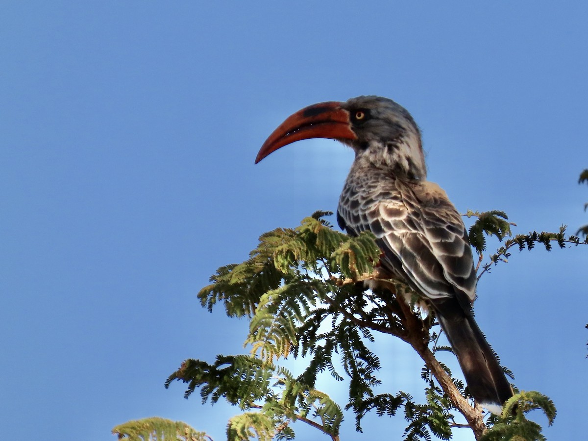 Bradfield's Hornbill - ML640602311
