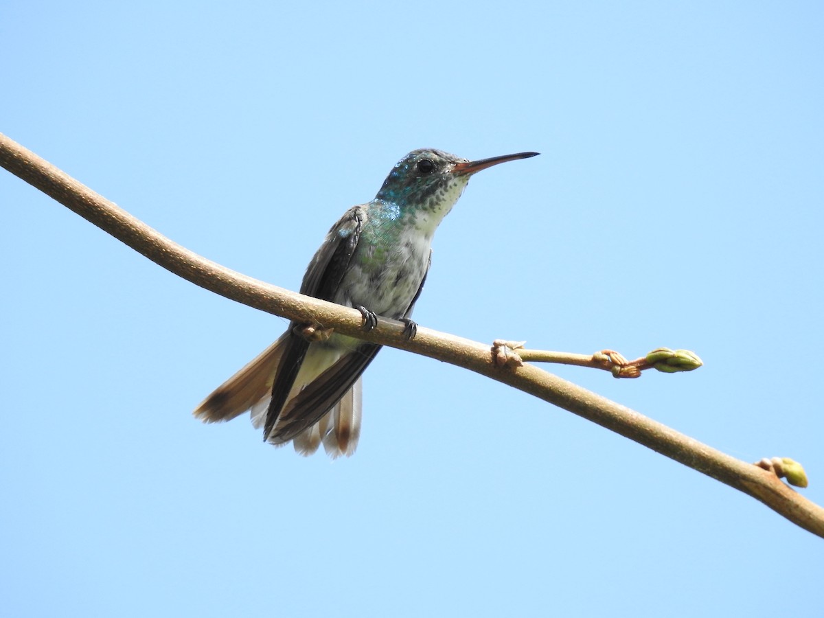 Versicolored Emerald - ML640602335