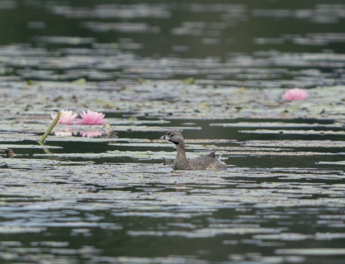 Pied-billed Grebe - ML640602359