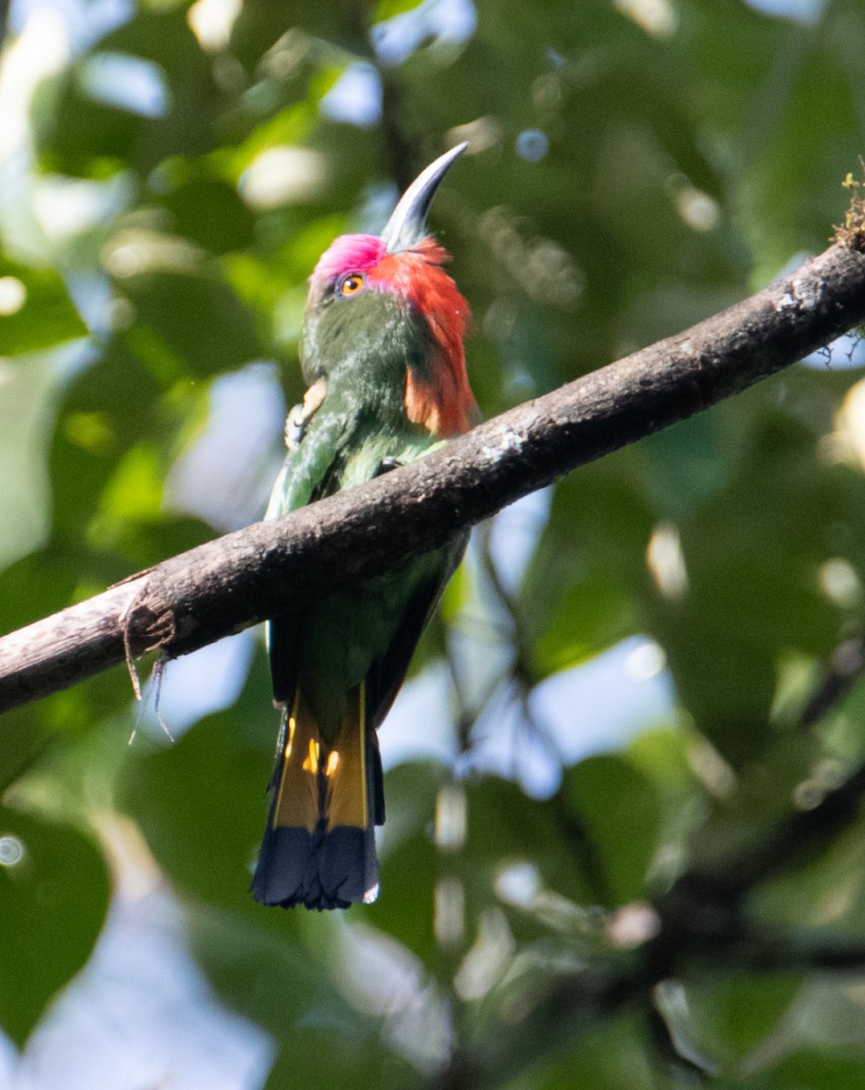 Red-bearded Bee-eater - ML640602442