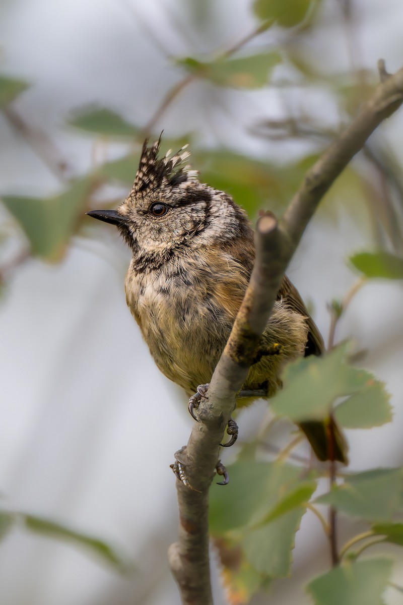 Crested Tit - ML640602497