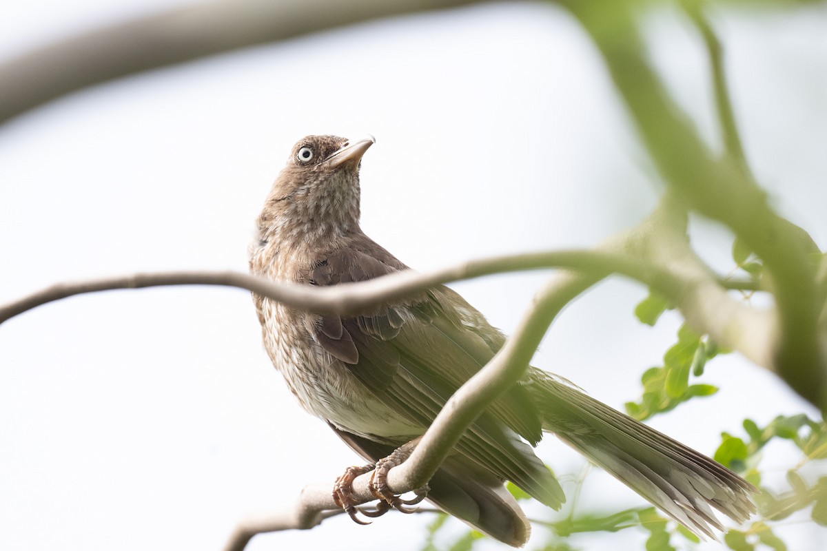 Pearly-eyed Thrasher - ML640602513