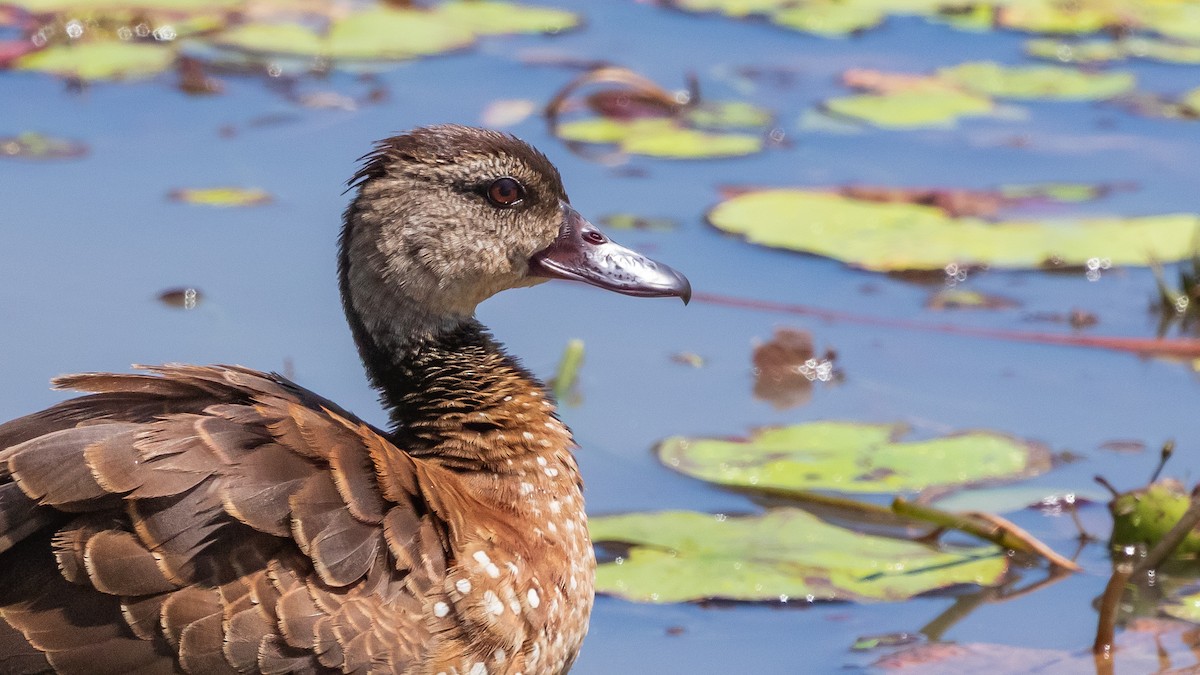 Spotted Whistling-Duck - ML640602515