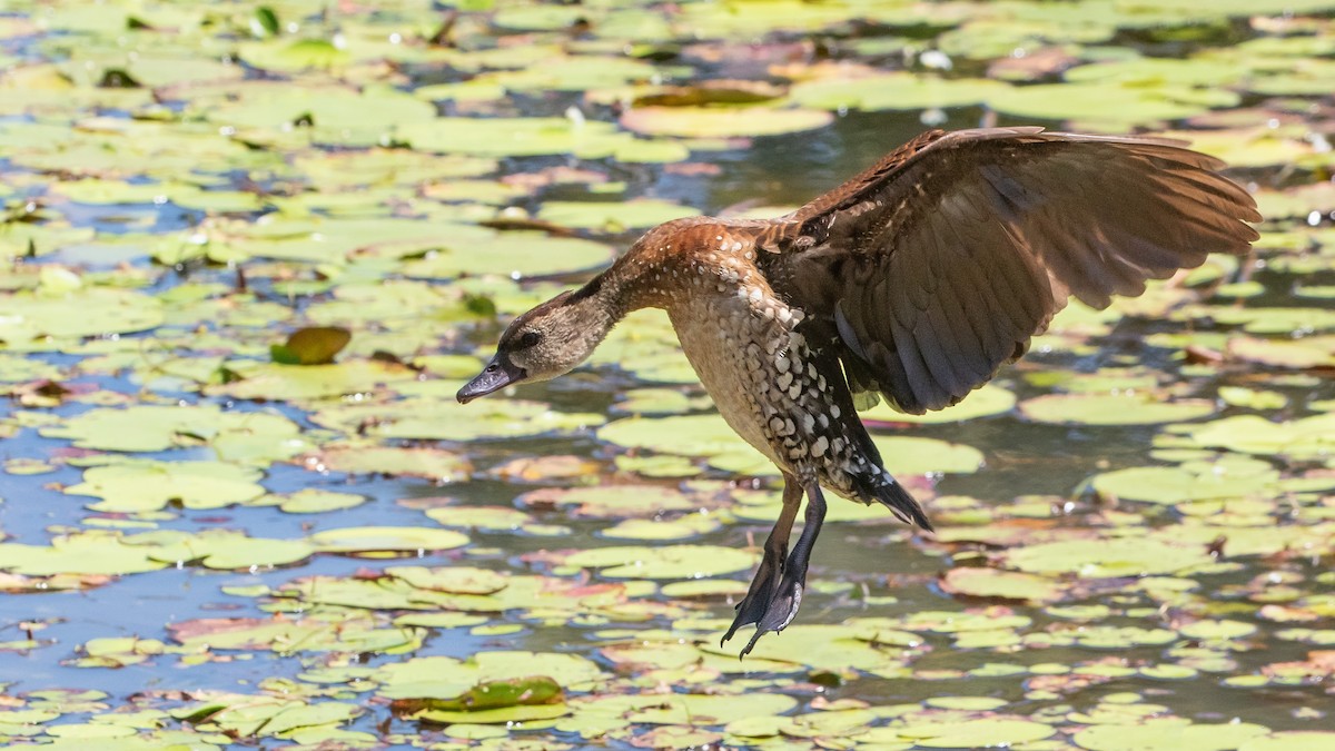 Spotted Whistling-Duck - ML640602516