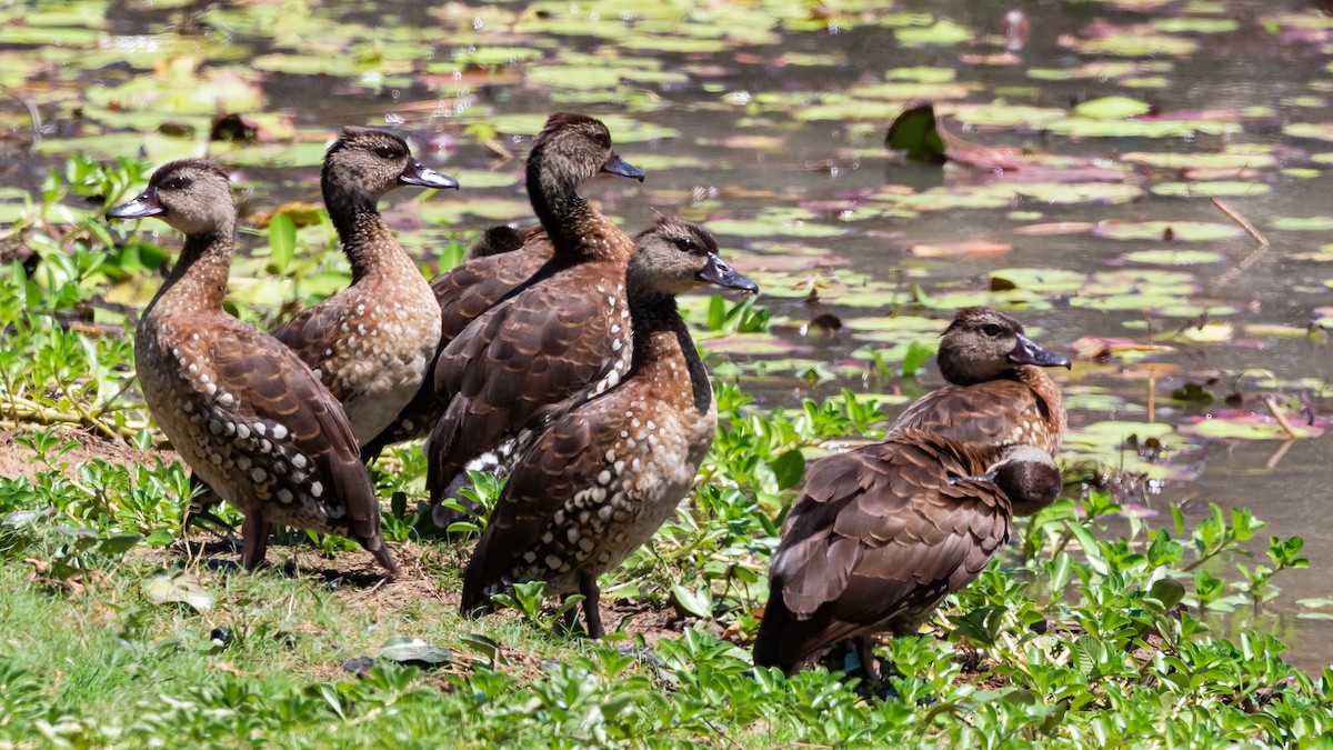 Spotted Whistling-Duck - ML640602517