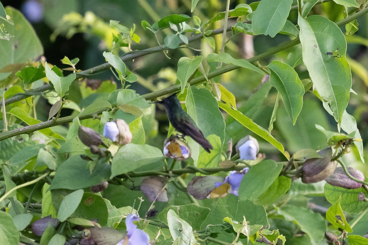 Antillean Crested Hummingbird - ML640602530