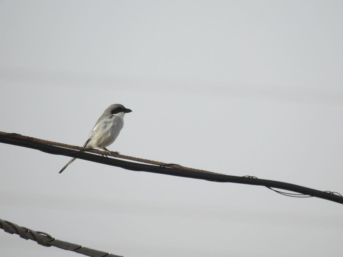 Great Gray Shrike (Sahara) - ML640602535