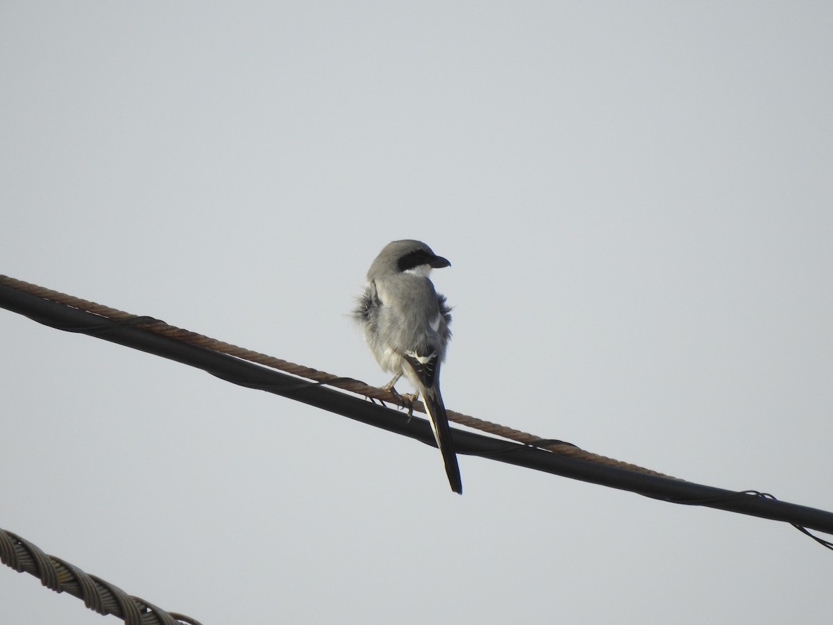 Great Gray Shrike (Sahara) - ML640602536