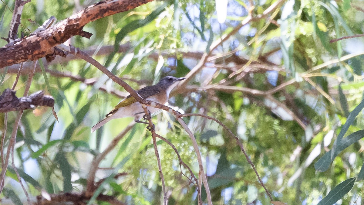 Rufous-banded Honeyeater - ML640602541