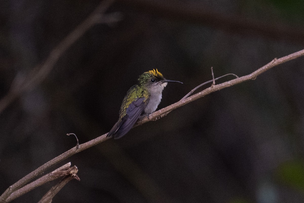 Antillean Crested Hummingbird - ML640602548