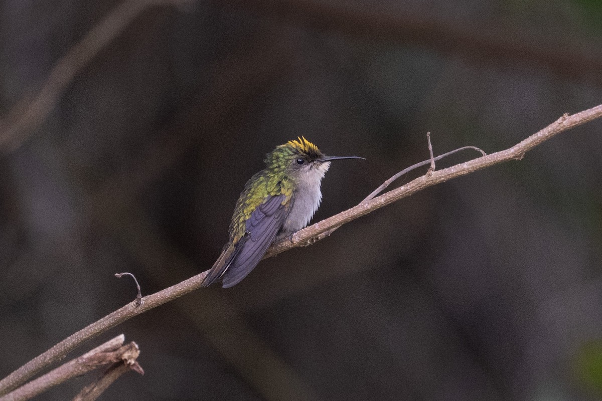 Antillean Crested Hummingbird - ML640602549