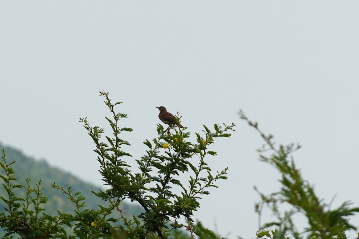 Sabota Lark - ML640602552