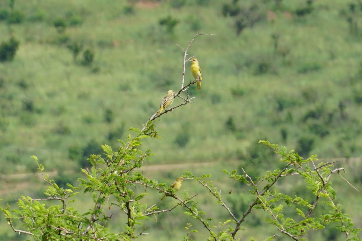 Yellow-fronted Canary - ML640602553