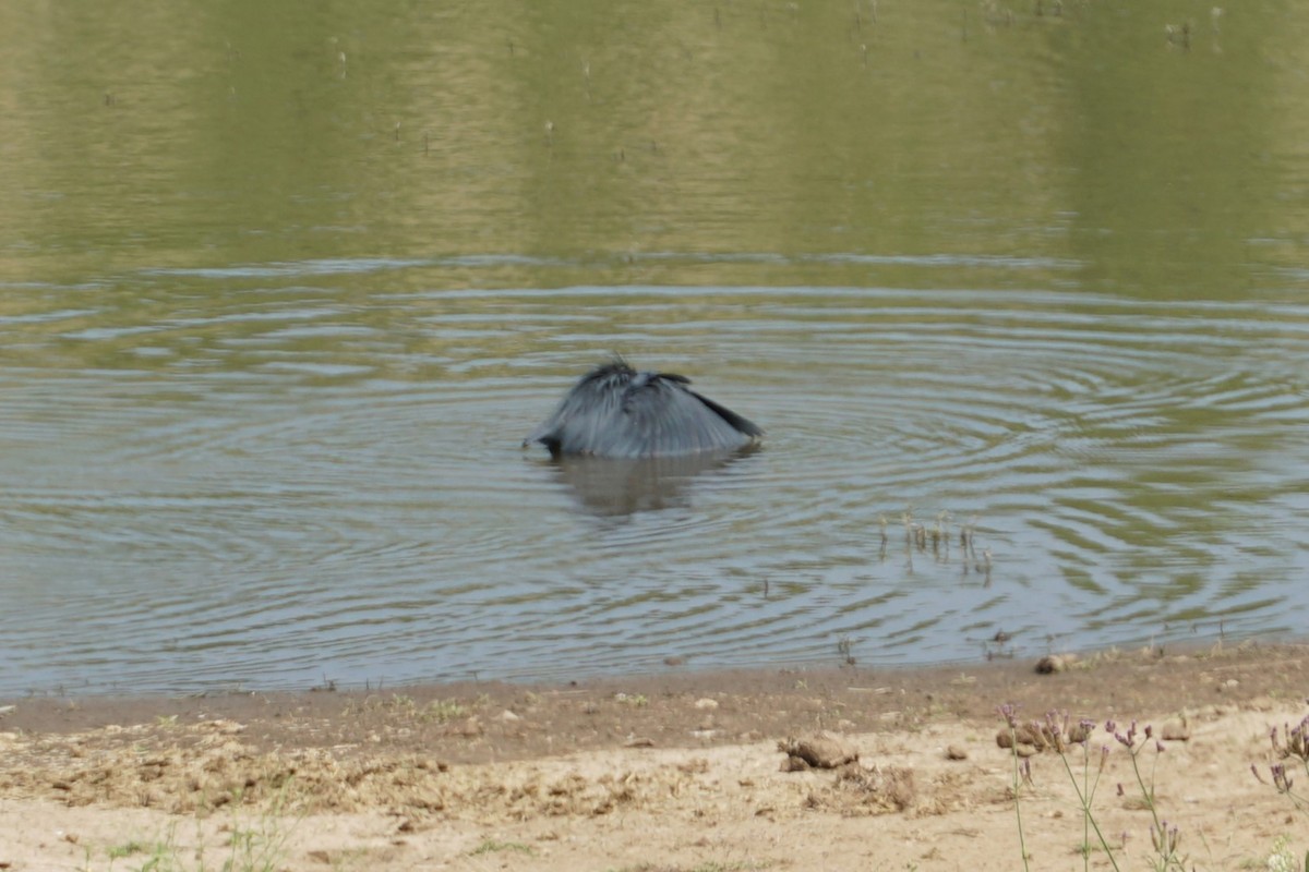 Black Heron - ML640602555