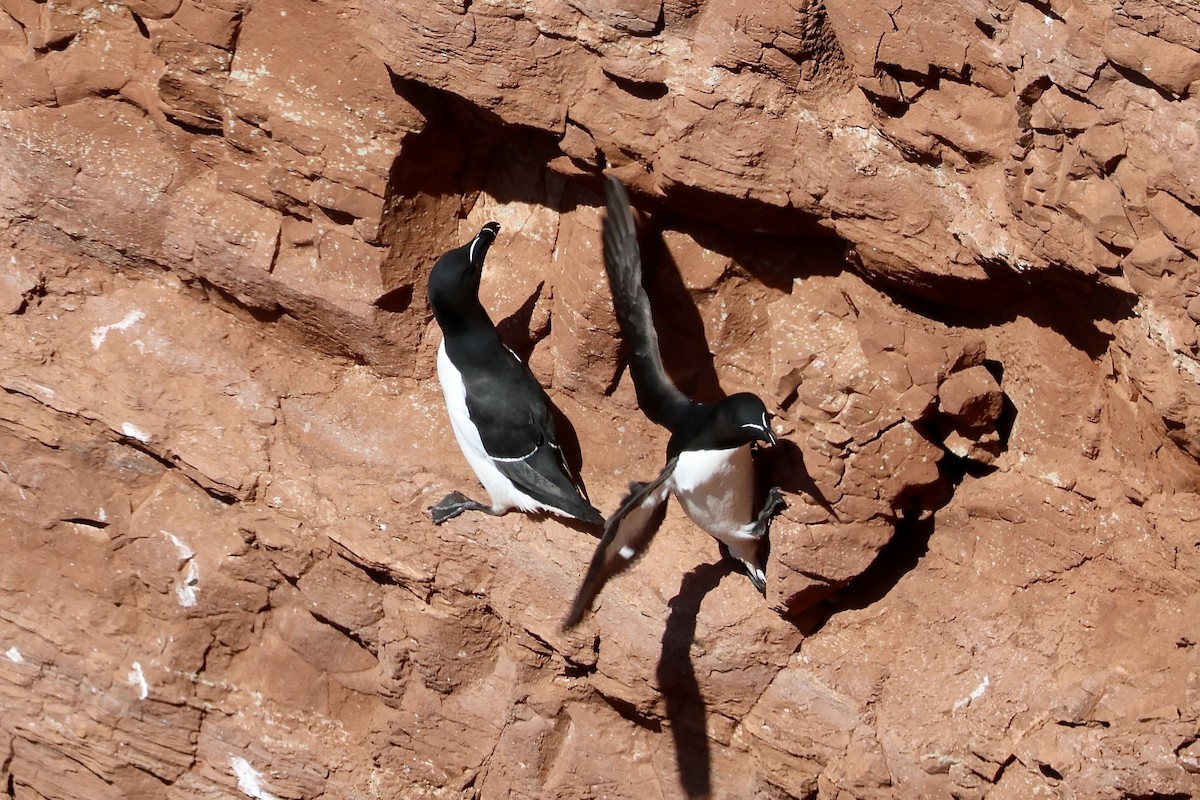 Razorbill - ML640602556