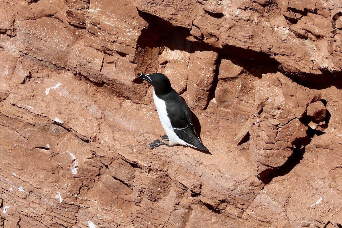 Razorbill - ML640602557