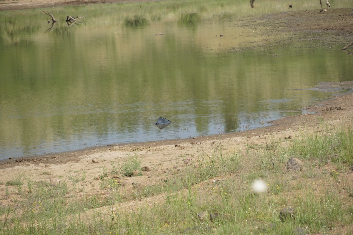 Black Heron - ML640602558