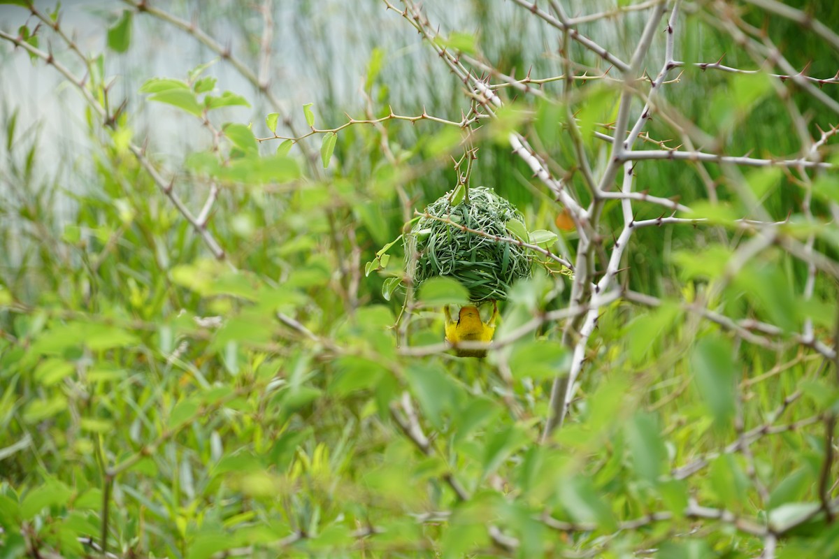 Southern Masked-Weaver - ML640602559