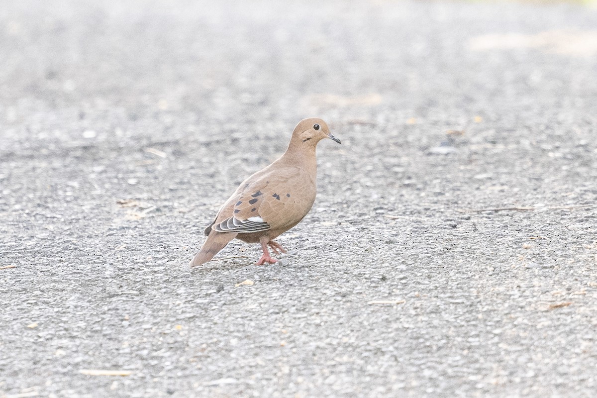 Zenaida Dove - ML640602567