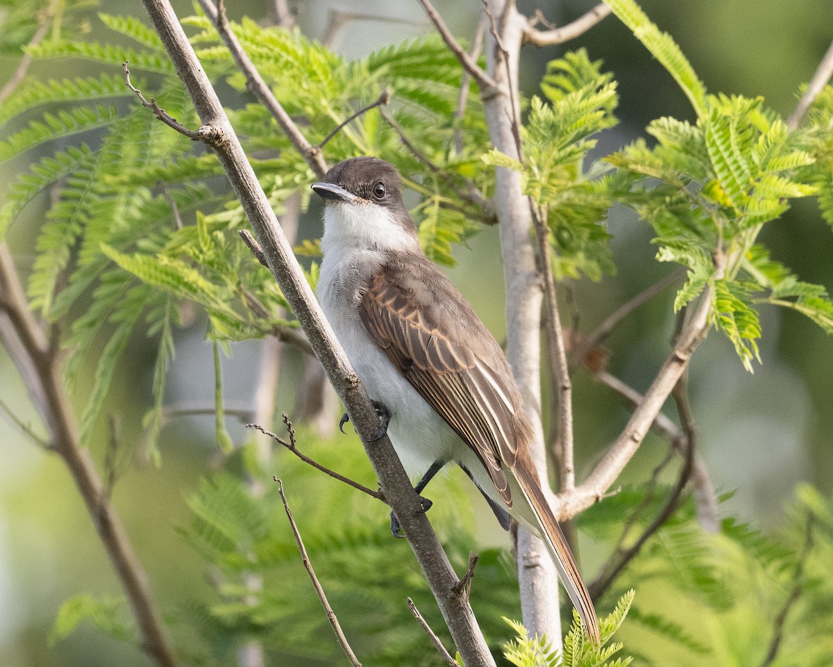 オジロハイイロタイランチョウ - ML640602571