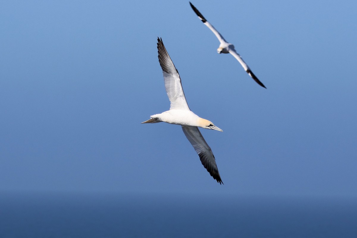 Northern Gannet - ML640602577