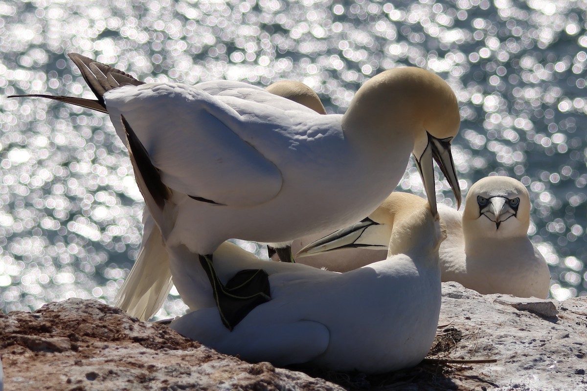 Northern Gannet - ML640602578