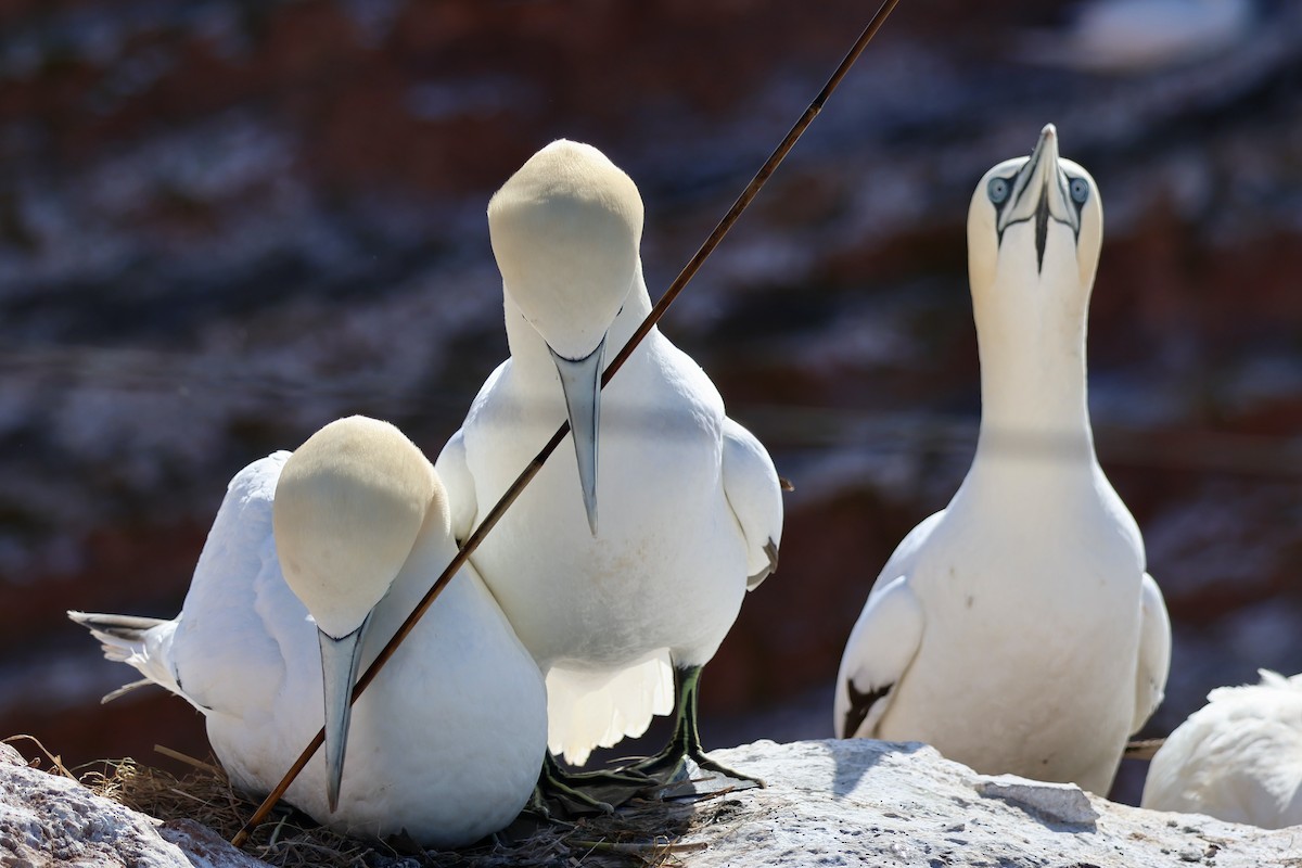 Northern Gannet - ML640602579