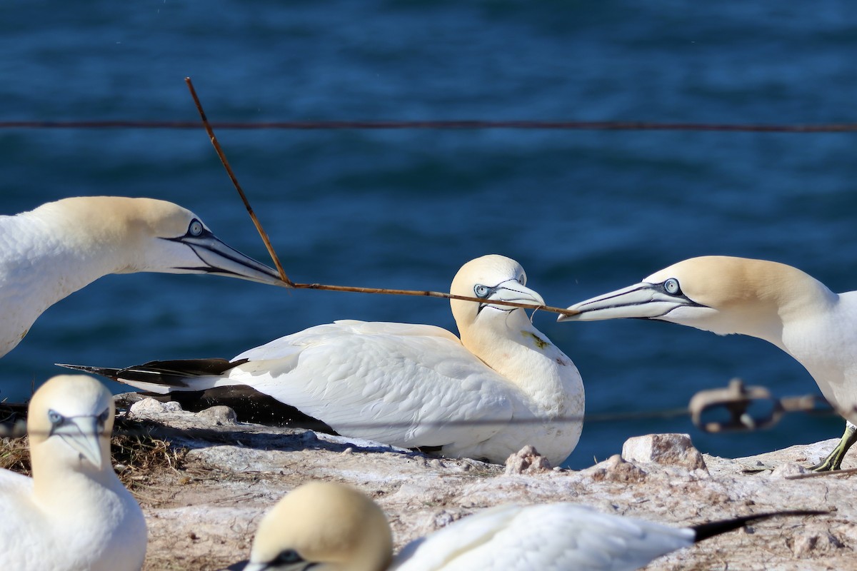 Northern Gannet - ML640602580