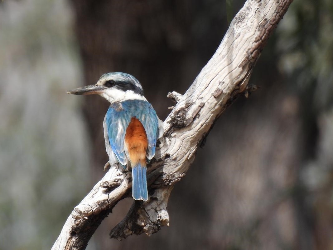 Red-backed Kingfisher - ML640602582