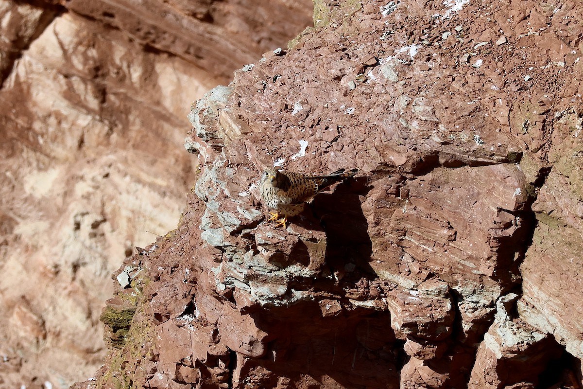 Eurasian Kestrel - ML640602638
