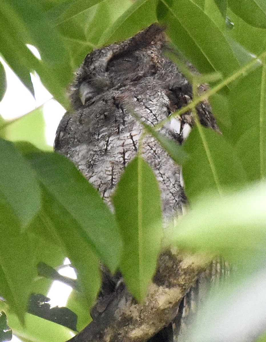Pacific Screech-Owl - ML640602663
