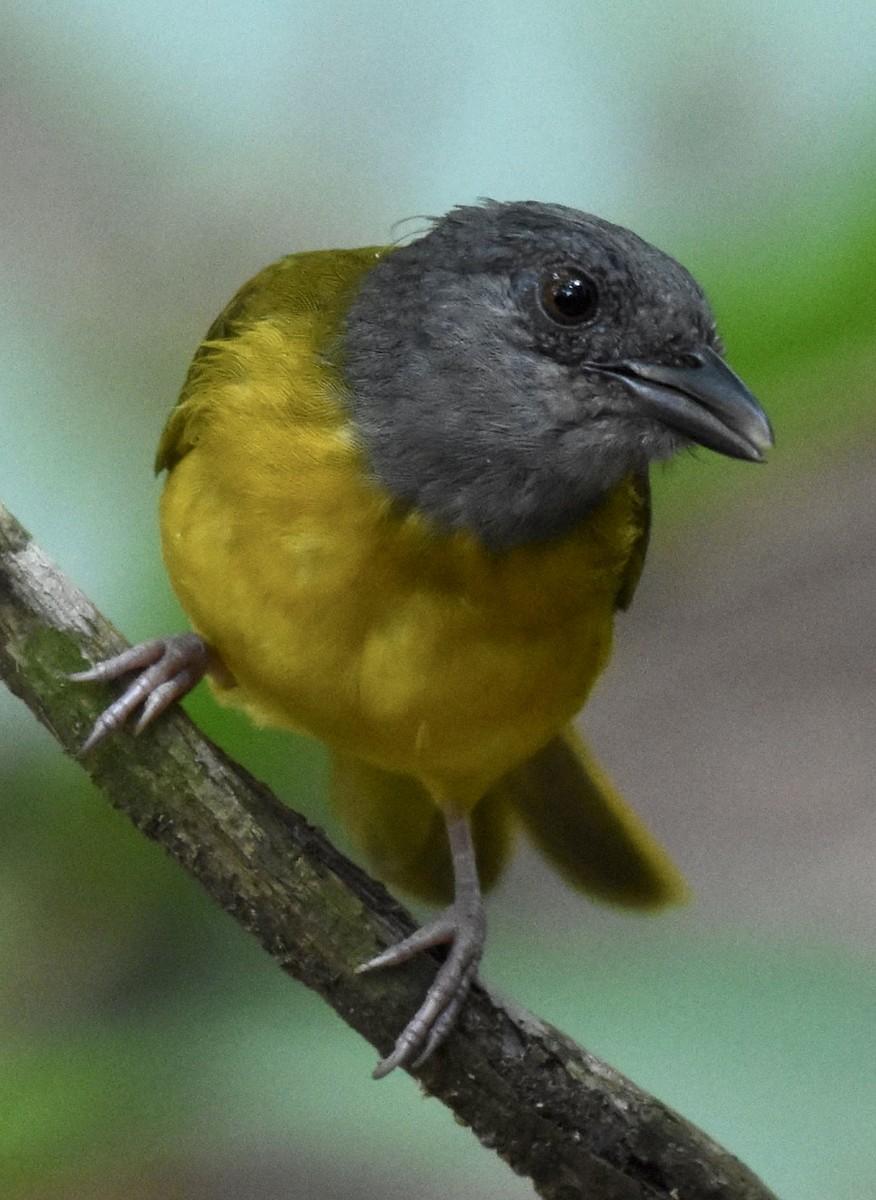 Gray-headed Tanager - ML640602664