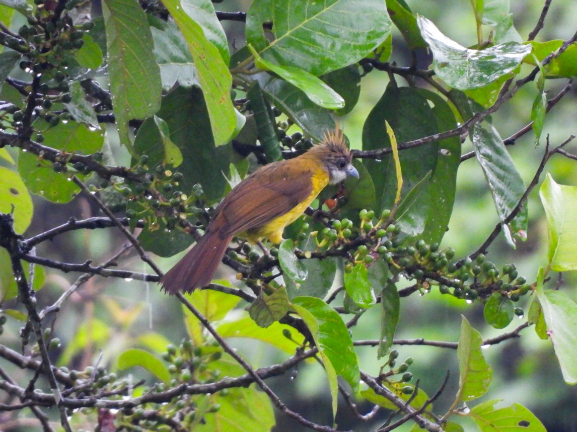 White-throated Bulbul - ML640602774